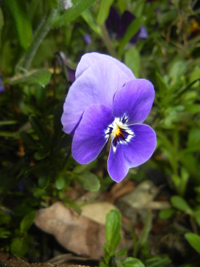 Pansy (2015, April 15) - PANSY_Viola tricolor