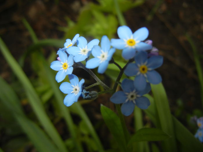 Myosotis alpestris (2015, April 20) - MYOSOTIS Alpestris