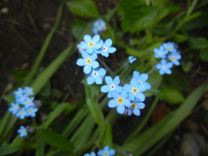 Myosotis alpestris (2015, April 20) - MYOSOTIS Alpestris