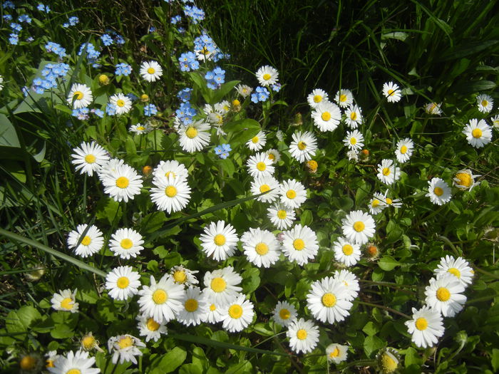 Bellis perennis (2015, April 20)