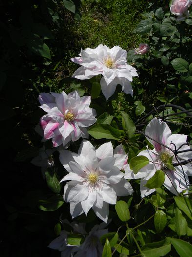 Andromeda - Clematite 2015