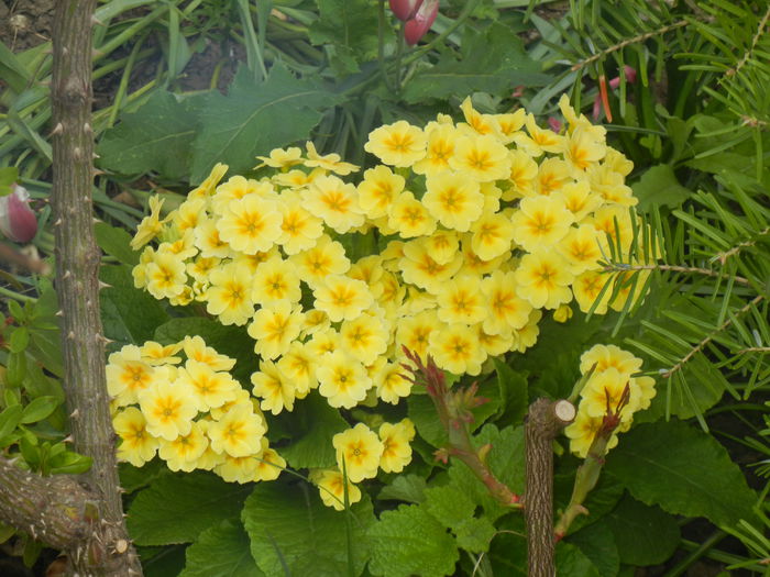 Primula polyanthus Yellow (2015, Apr.21) - Primula polyanthus Yellow