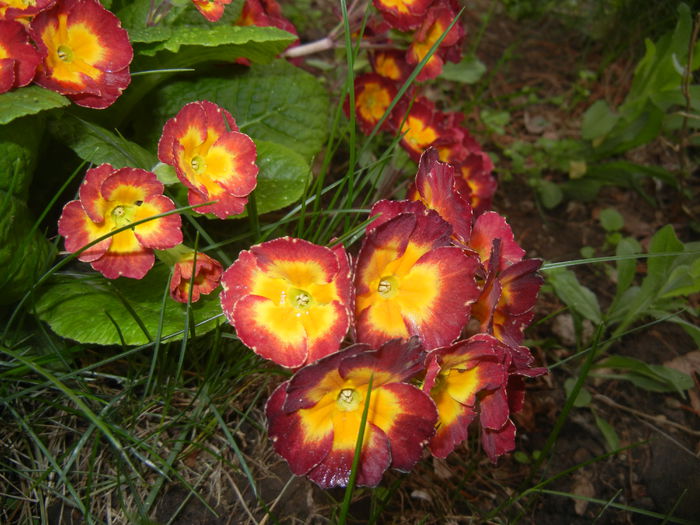 Primula polyanthus Red (2015, April 21)