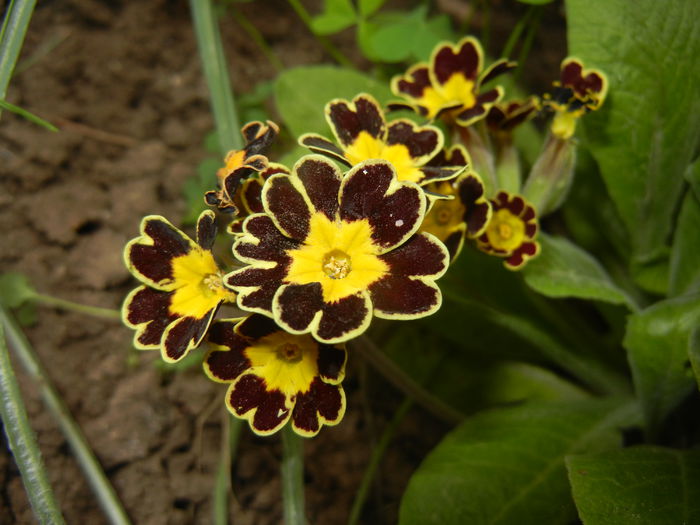 Primula elatior Gold Lace (2015, Apr.21)