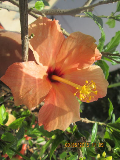 IMG_2276 - Florile mele mai 2015