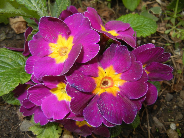 Violet Primula (2015, April 21) - PRIMULA Acaulis