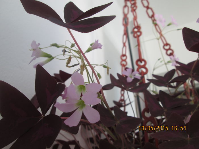 IMG_2341 - Florile mele mai 2015