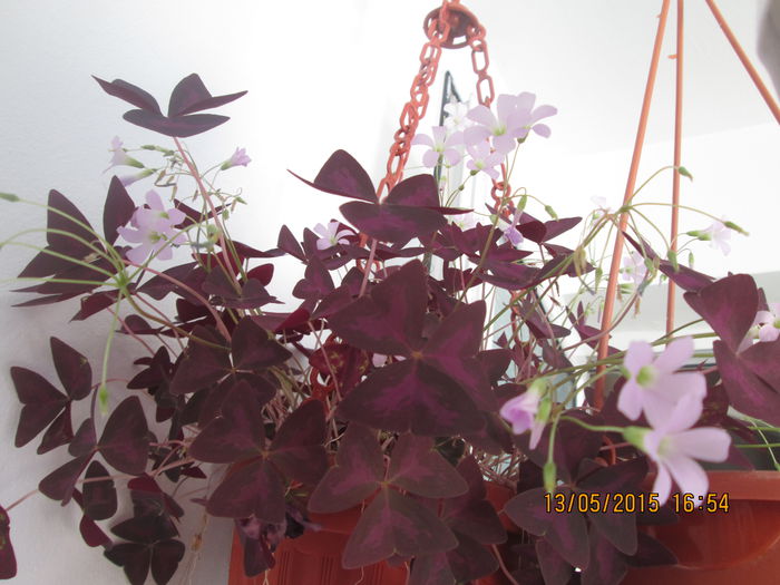 IMG_2342 - Florile mele mai 2015