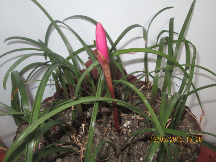 IMG_2337 - Florile mele mai 2015