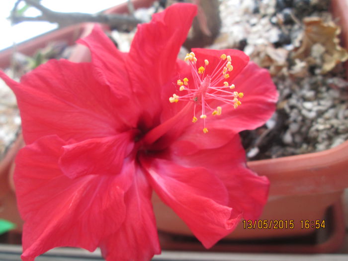 IMG_2338 - Florile mele mai 2015