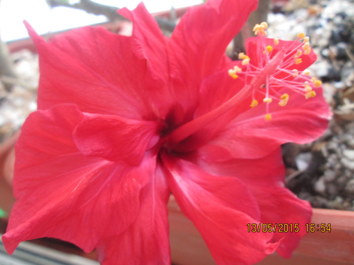 IMG_2340 - Florile mele mai 2015