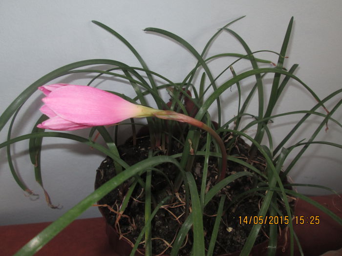 IMG_2344 - Florile mele mai 2015