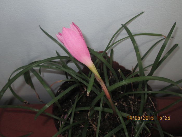 IMG_2345 - Florile mele mai 2015