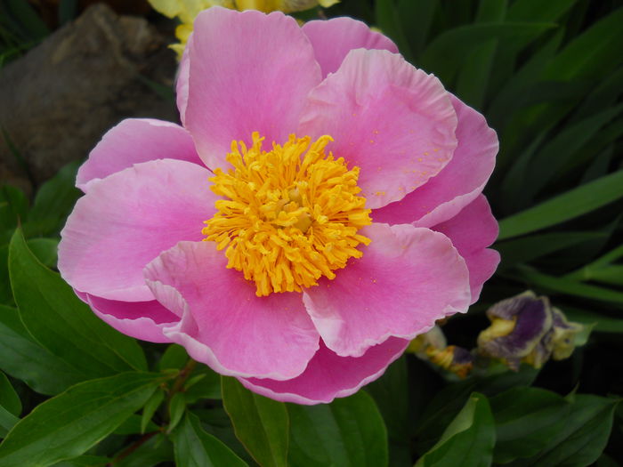 DSCN6952 - bujori 2015