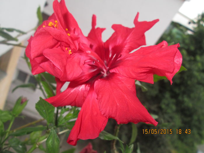 IMG_2347 - Florile mele mai 2015