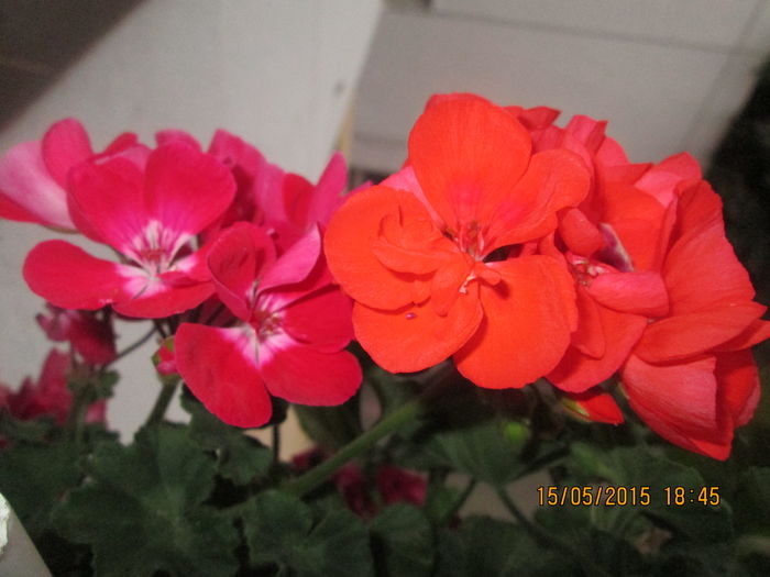 IMG_2360 - Florile mele mai 2015