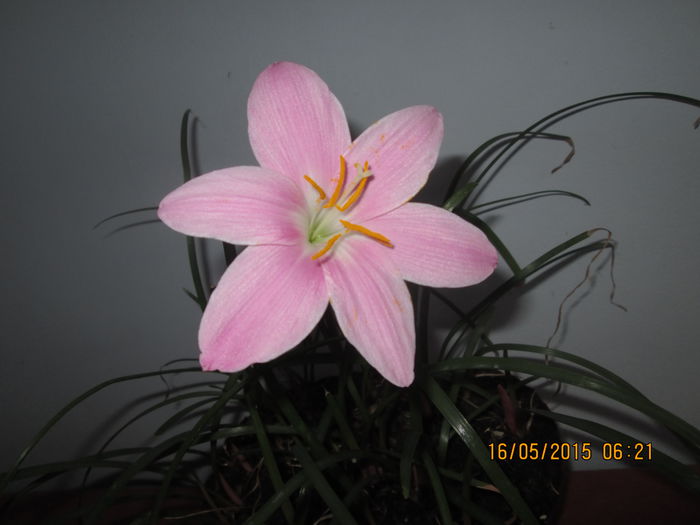 IMG_2362 - Florile mele mai 2015