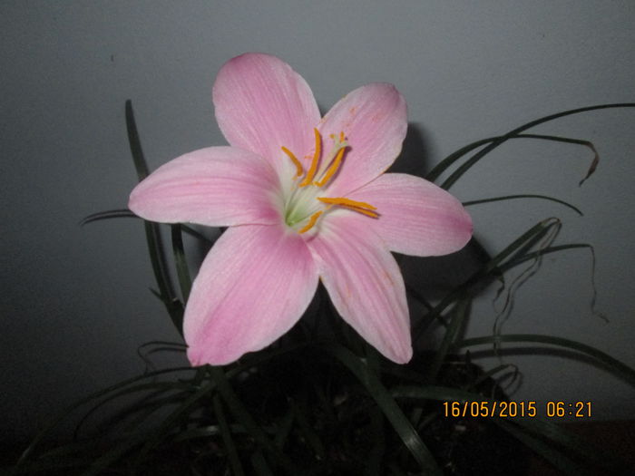 IMG_2364 - Florile mele mai 2015