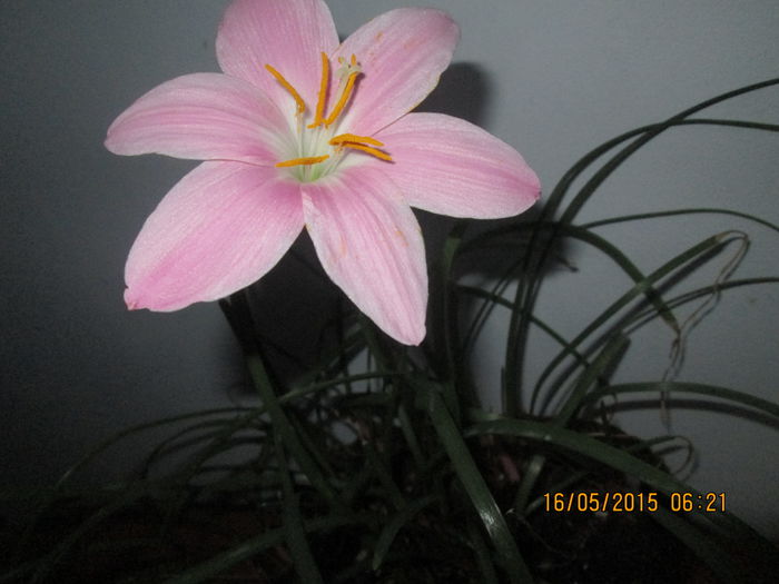 IMG_2365 - Florile mele mai 2015