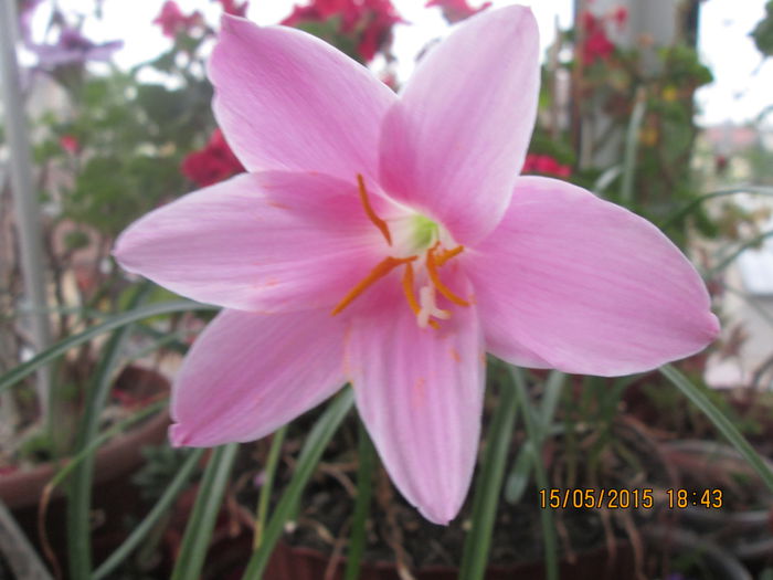 IMG_2348 - Florile mele mai 2015