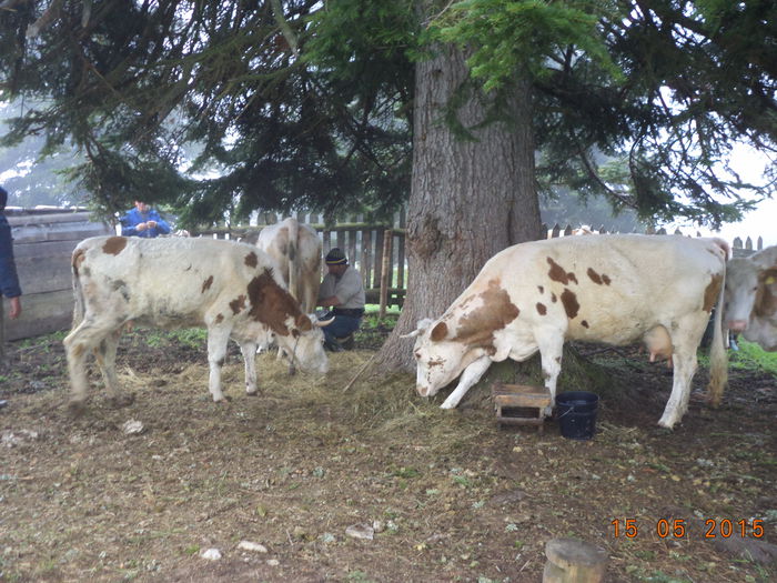 Vacile cu vitei mici