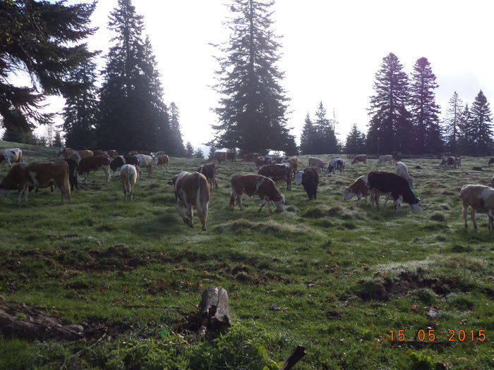 Vacile pasc in liniste