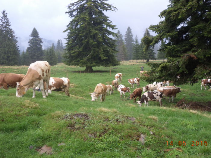 Vacile pe langa stana-5