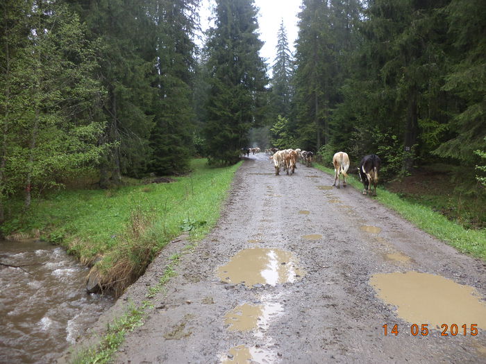 Vacutele din spate-83 - Urcatul la stana cu vacile in Dealul Alb-2015