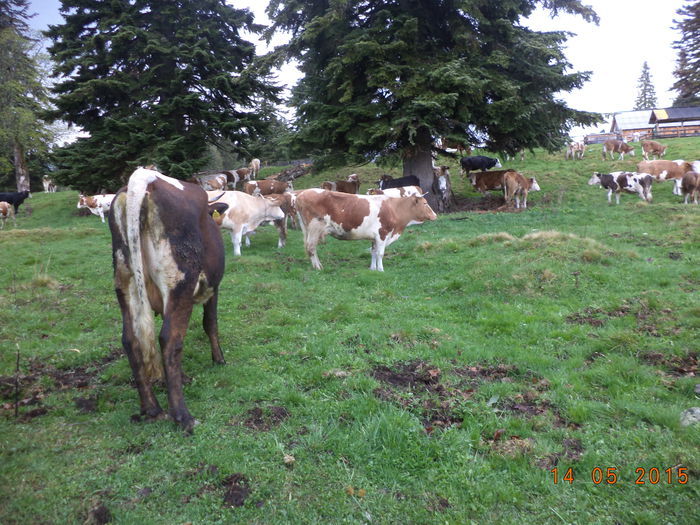 Vacutele in ocol seara