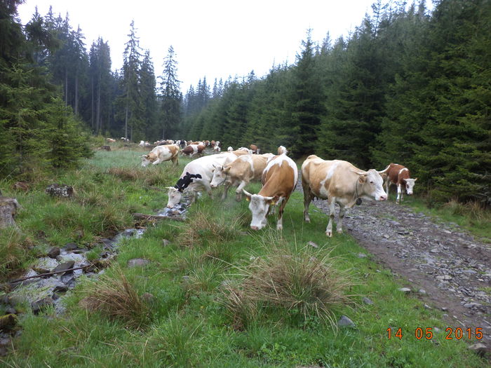 Vacutele la drum lung