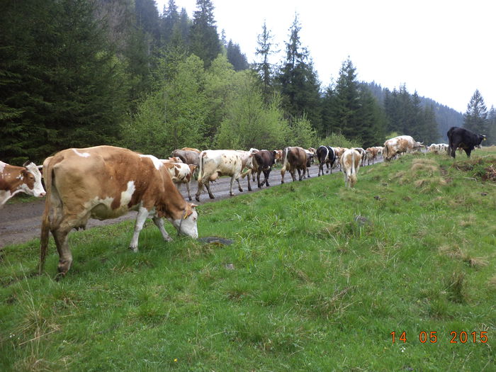 Vacutele la drum-p8 - Urcatul la stana cu vacile in Dealul Alb-2015