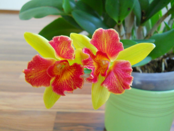 DSCN6937 - cattleya