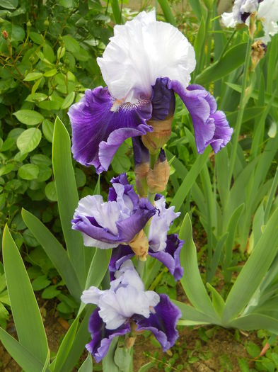 DSCN6980