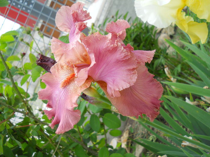 Roselene