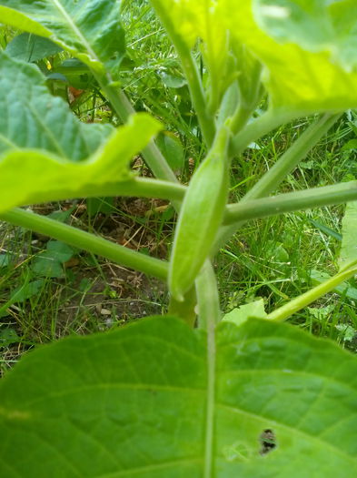 prima floare de brugmansia - brugmansia 2015