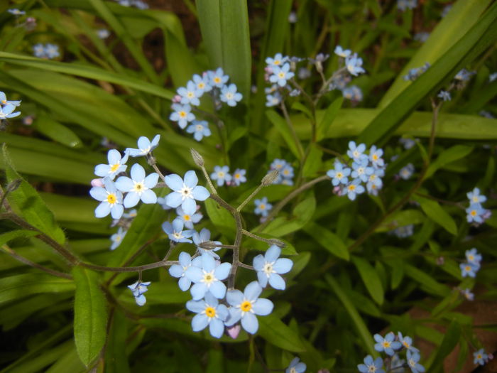 Myosotis alpestris (2015, April 21) - MYOSOTIS Alpestris