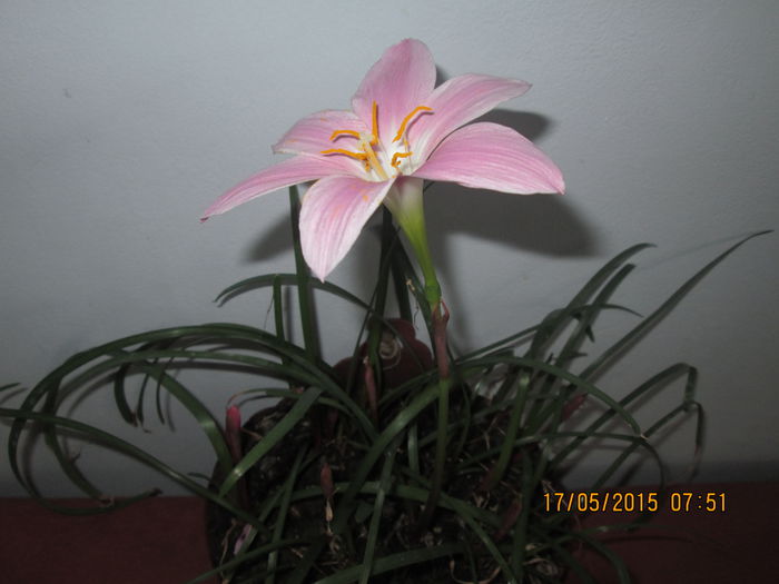 IMG_2375 - Florile mele mai 2015