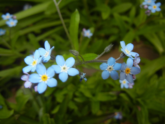 Myosotis alpestris (2015, April 21) - MYOSOTIS Alpestris