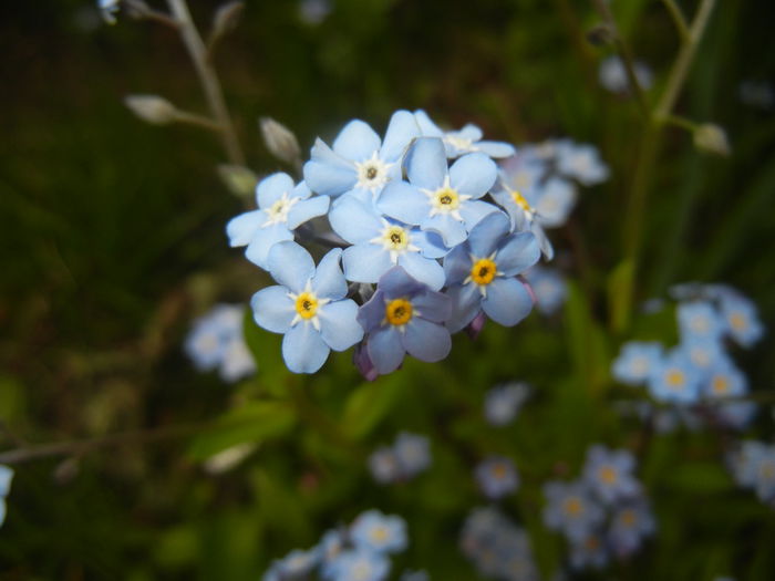 Myosotis alpestris (2015, April 21) - MYOSOTIS Alpestris