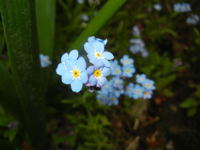 Myosotis alpestris (2015, April 21) - MYOSOTIS Alpestris