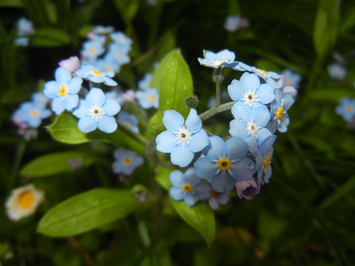 Myosotis alpestris (2015, April 21) - MYOSOTIS Alpestris