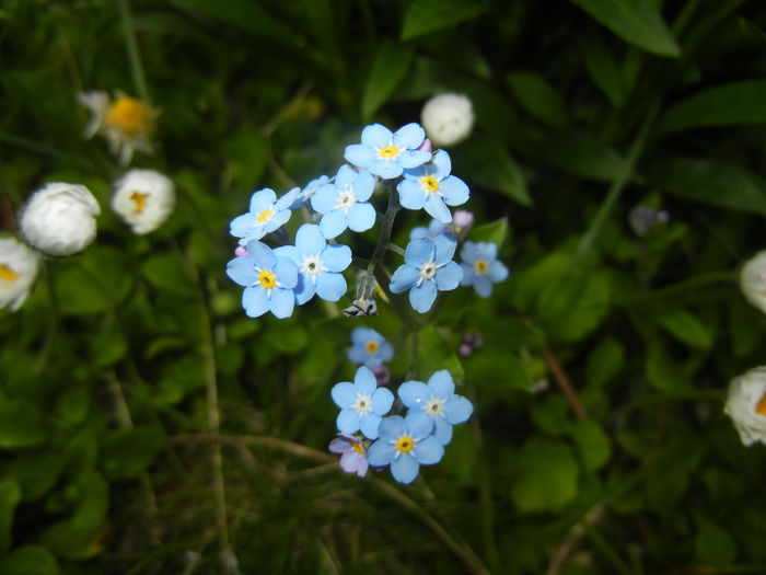 Myosotis alpestris (2015, April 21) - MYOSOTIS Alpestris