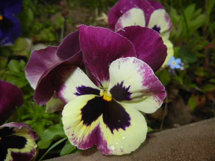 Pansy (2015, April 21)