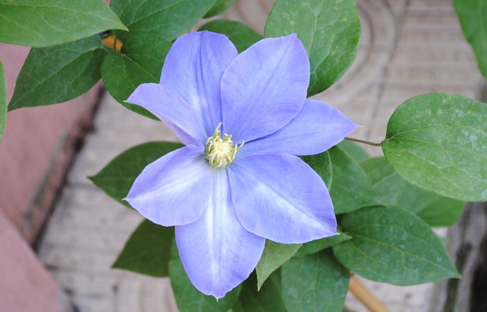 20mai,clematis Fujimusume,prima floare :)) - 2015 clematite