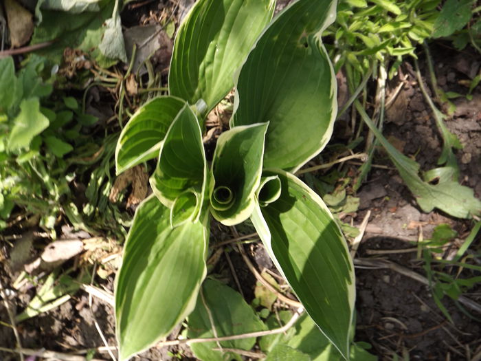 DSCF3747 - Hosta