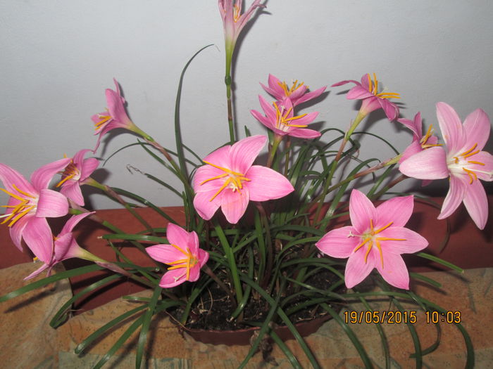 IMG_2393 - Florile mele mai 2015