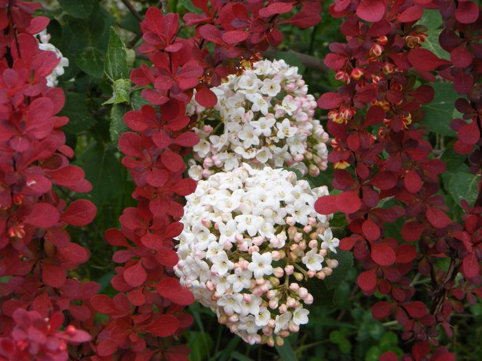 Viburnum Carlcephalum