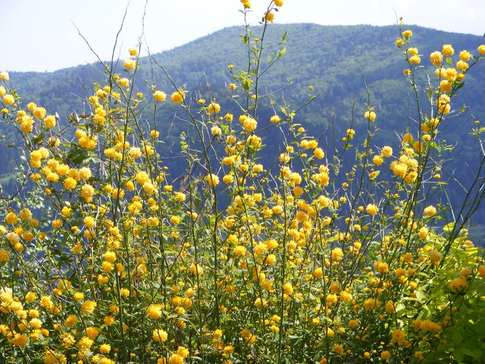 Kerria japonica Pleniflora