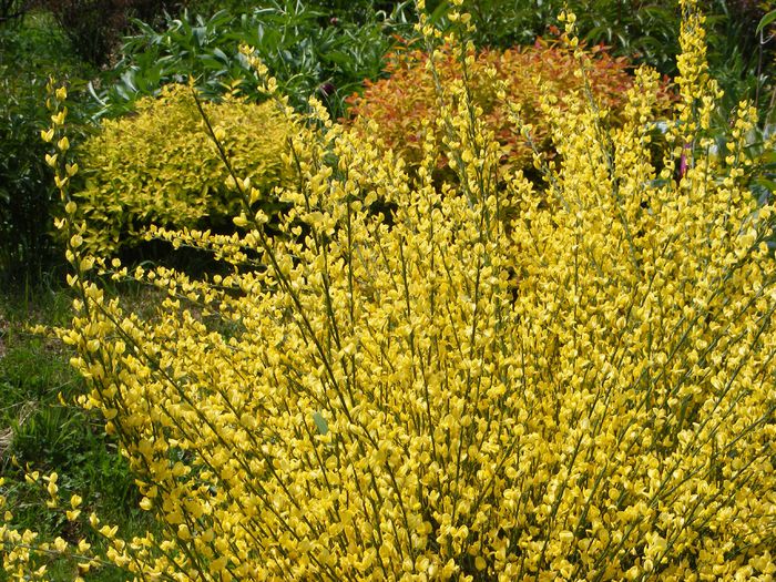 Cytisus Allgold