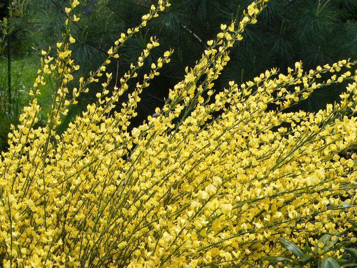 Cytisus Allgold